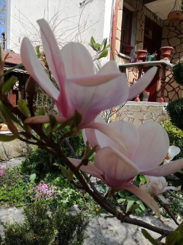 Veselata Guest House Dolna Banya Εξωτερικό φωτογραφία